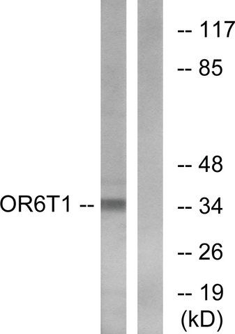 Anti-OR6T1 antibody produced in rabbit