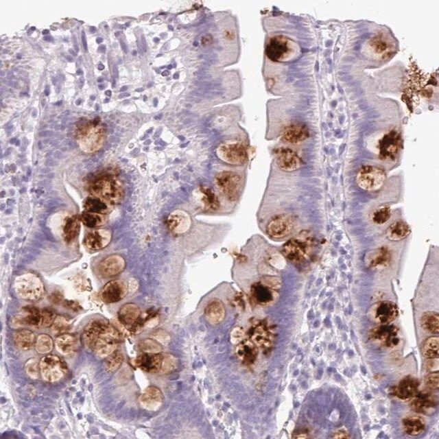 Anti-OR2T10 antibody produced in rabbit