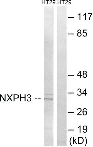 Anti-NXPH3 antibody produced in rabbit