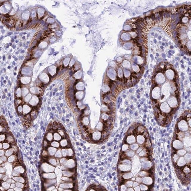 Anti-NXPE4 antibody produced in rabbit