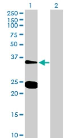 Anti-NXPH3 antibody produced in mouse