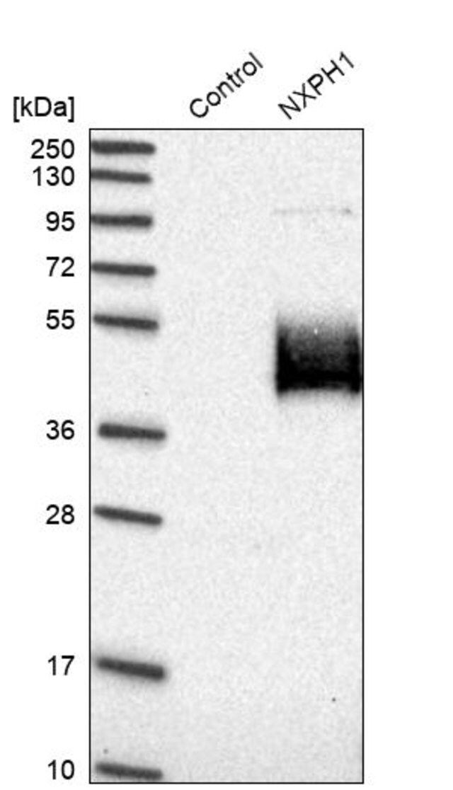 Anti-NXPH1 antibody produced in rabbit