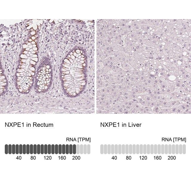 Anti-NXPE1 antibody produced in rabbit