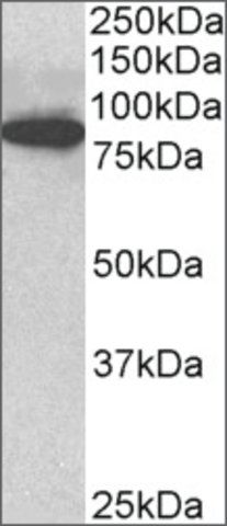 Anti-ODF2 antibody produced in goat