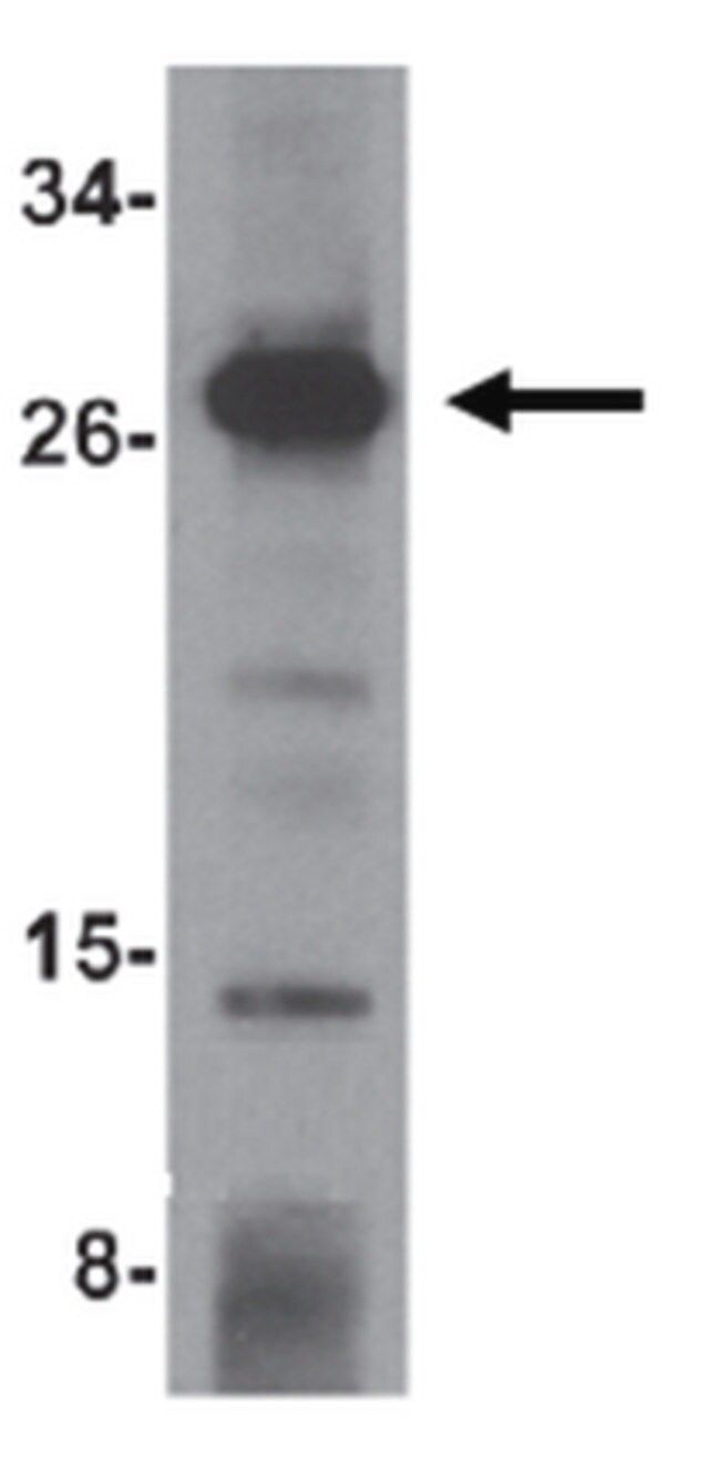 Anti-OCIAD1 Antibody