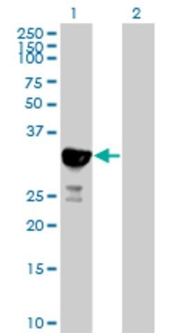 Anti-NY-SAR-48 antibody produced in mouse