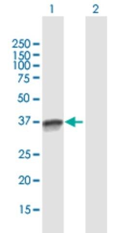 Anti-OCIAD1 antibody produced in mouse