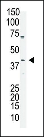 ANTI-OCT4 (OCT3)(N-TERMINAL) antibody produced in rabbit