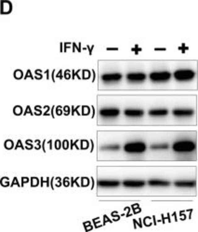 Anti-OAS3 (C-term) antibody produced in rabbit