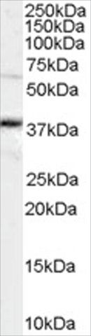 Anti-OCT4/POU5F1 antibody produced in goat