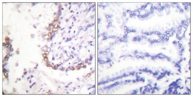 Anti-OCT3 antibody produced in rabbit