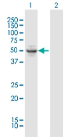 Anti-OKL38 antibody produced in mouse