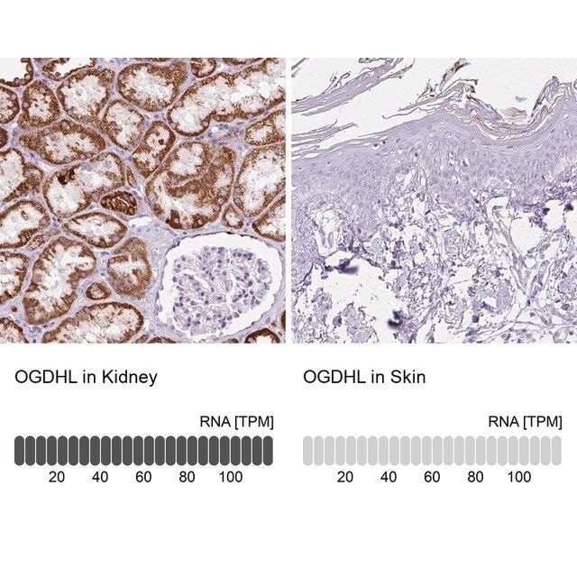 Anti-OGDHL antibody produced in rabbit