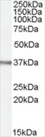 Anti-OGG1 antibody produced in goat