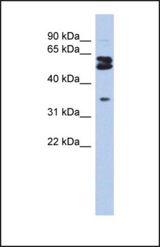 Anti-OGFOD1 antibody produced in rabbit