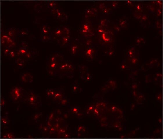 Anti-OCIAD1 antibody produced in rabbit