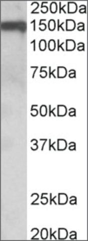 Anti-OMG antibody produced in goat