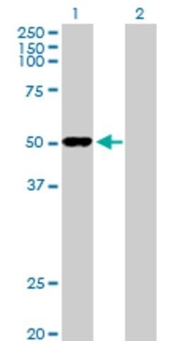 Anti-ODC1 antibody produced in rabbit