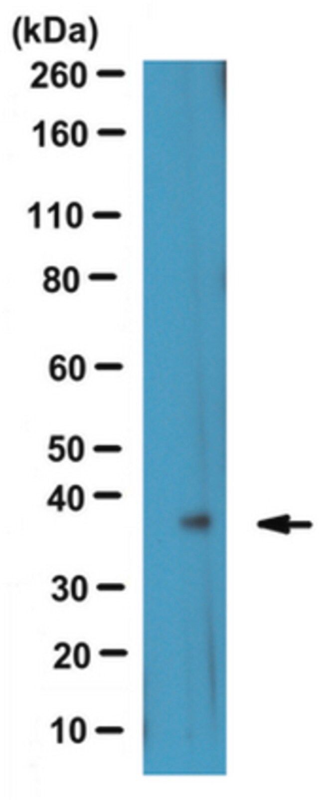 Anti-OGG1 Antibody