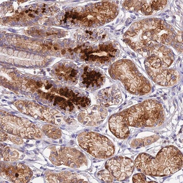 Anti-OCEL1 antibody produced in rabbit