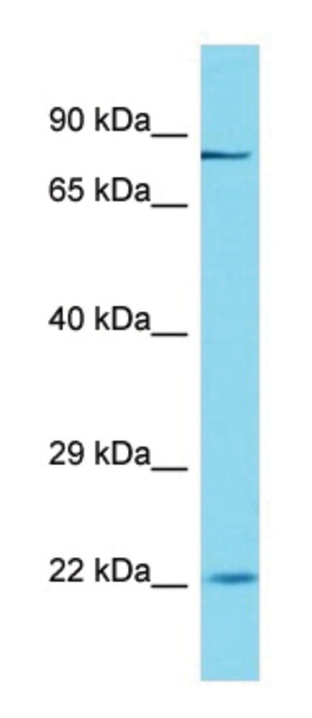 Anti-OGFR (C-terminal) antibody produced in rabbit