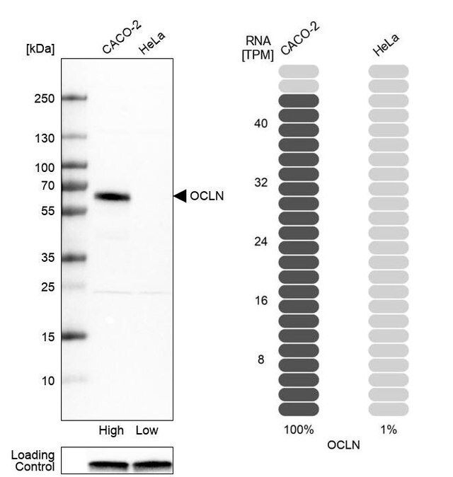 Anti-OCLN antibody produced in rabbit