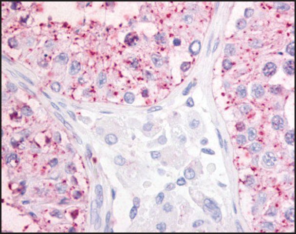 Anti-OGR1/GPR68 (AB2) antibody produced in rabbit