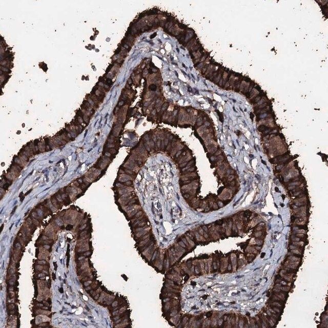 Anti-OGFOD2 antibody produced in rabbit