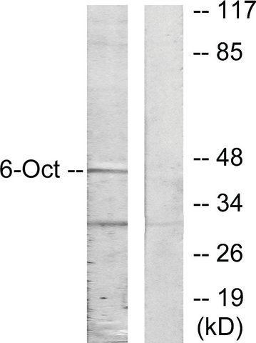 Anti-OCT6 antibody produced in rabbit