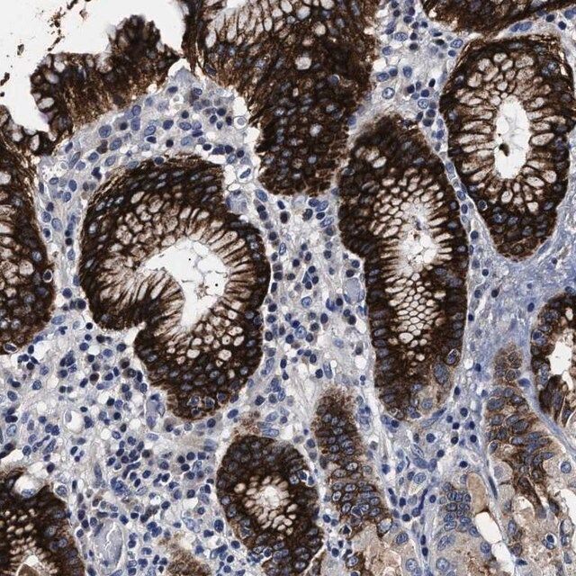 Anti-OLFML2A antibody produced in rabbit