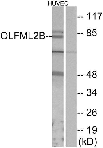 Anti-OLFML2B antibody produced in rabbit