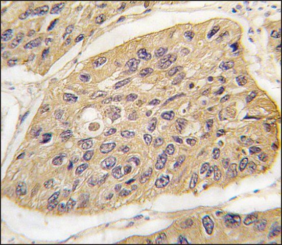 Anti-OLFM1 (N-term) antibody produced in rabbit