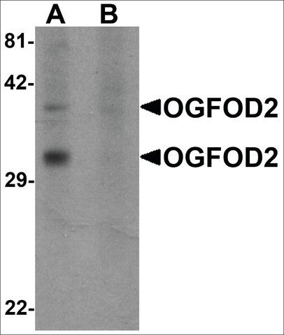 Anti-OGFOD2 antibody produced in rabbit