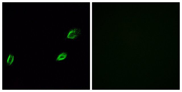 Anti-OLFML2A antibody produced in rabbit