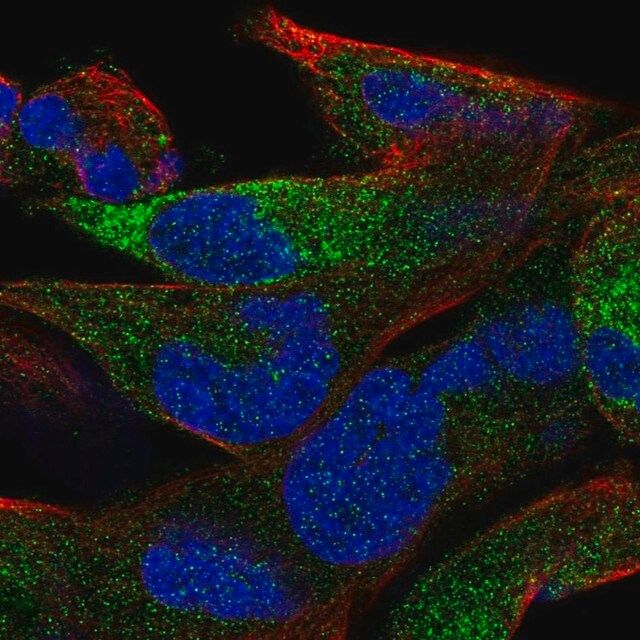 Anti-OLFML2B antibody produced in rabbit