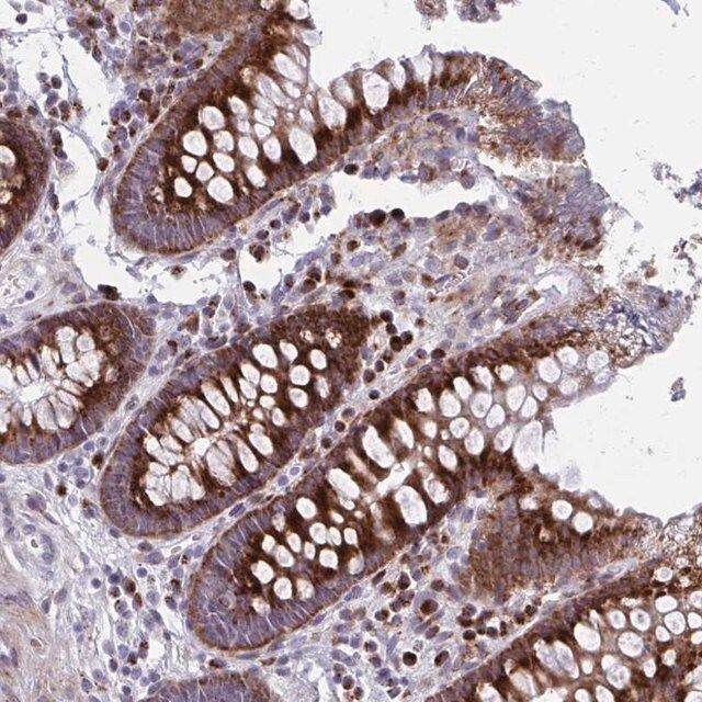 Anti-OLFM2 antibody produced in rabbit