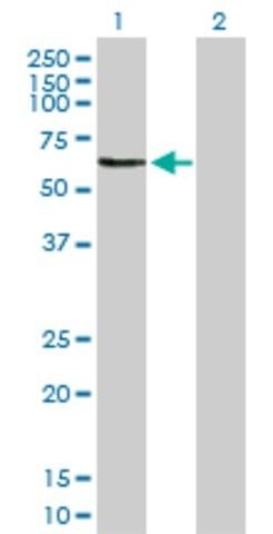 Anti-OMD antibody produced in rabbit