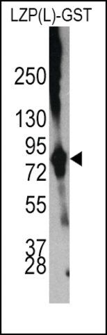 Anti-OIT3(L) antibody produced in rabbit