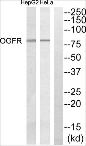 Anti-OGFR antibody produced in rabbit