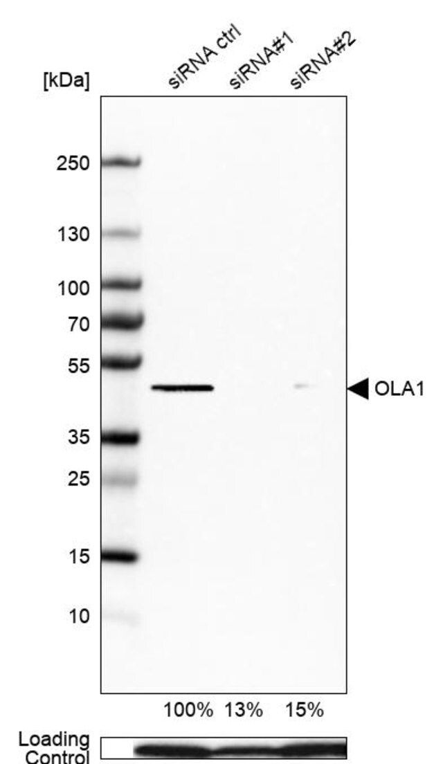 Anti-OLA1 antibody produced in rabbit