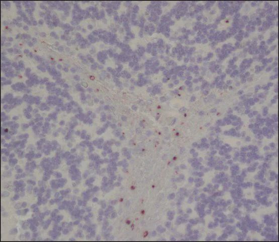 Anti-Neurotensin/NTS antibody, Mouse monoclonal