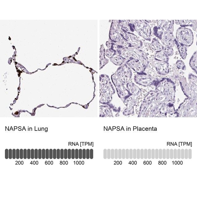 Anti-NAPSA antibody produced in rabbit