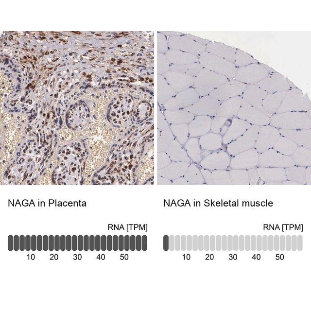 Anti-NAGA antibody produced in rabbit