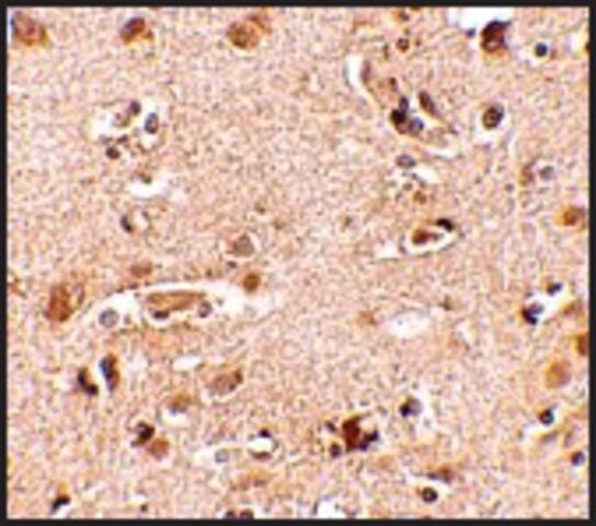 Anti-Nanos2 (ab2) antibody produced in rabbit