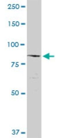 Anti-NCSTN antibody produced in rabbit