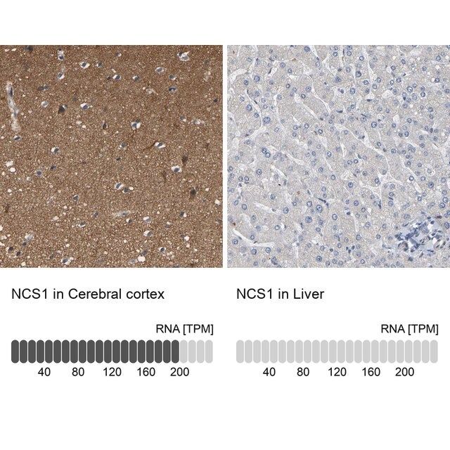 Anti-NCS1 antibody produced in rabbit