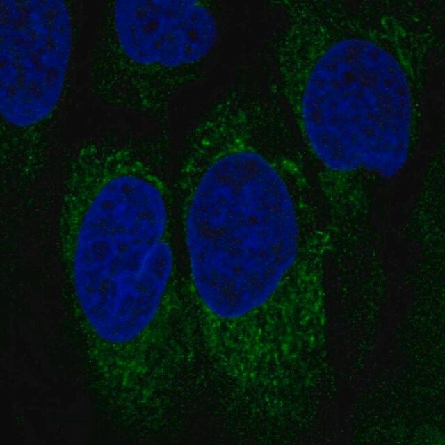 Anti-NCR1 antibody produced in rabbit