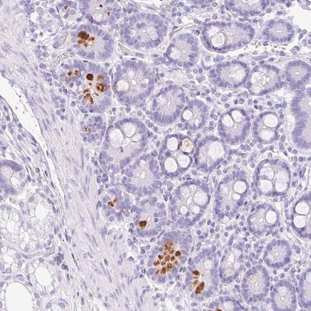 Anti-NDUFAF8 antibody produced in rabbit