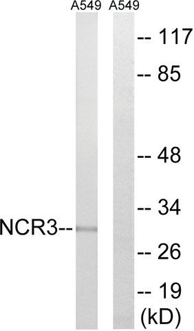 Anti-NCR3 antibody produced in rabbit