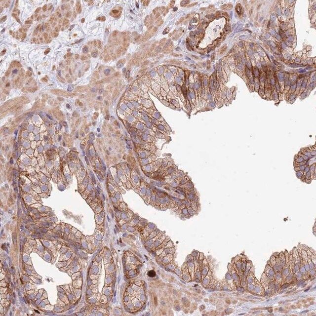 Anti-NDUFAF4 antibody produced in rabbit